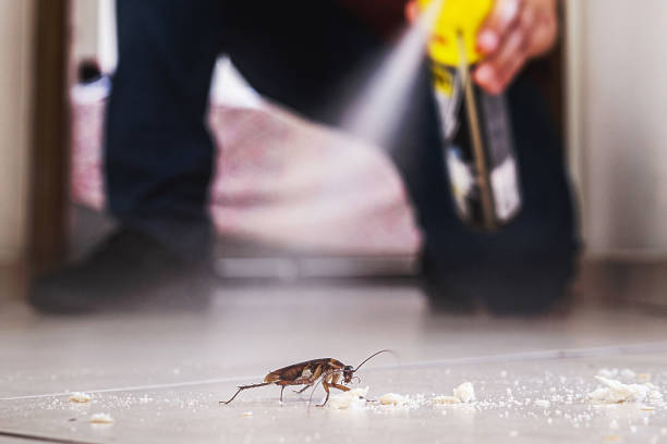 Best Wasp Removal Services  in USA